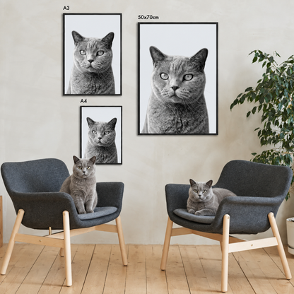 Drie ingelijste portretten van een grijs gestreepte kat in een moderne woonruimte.
