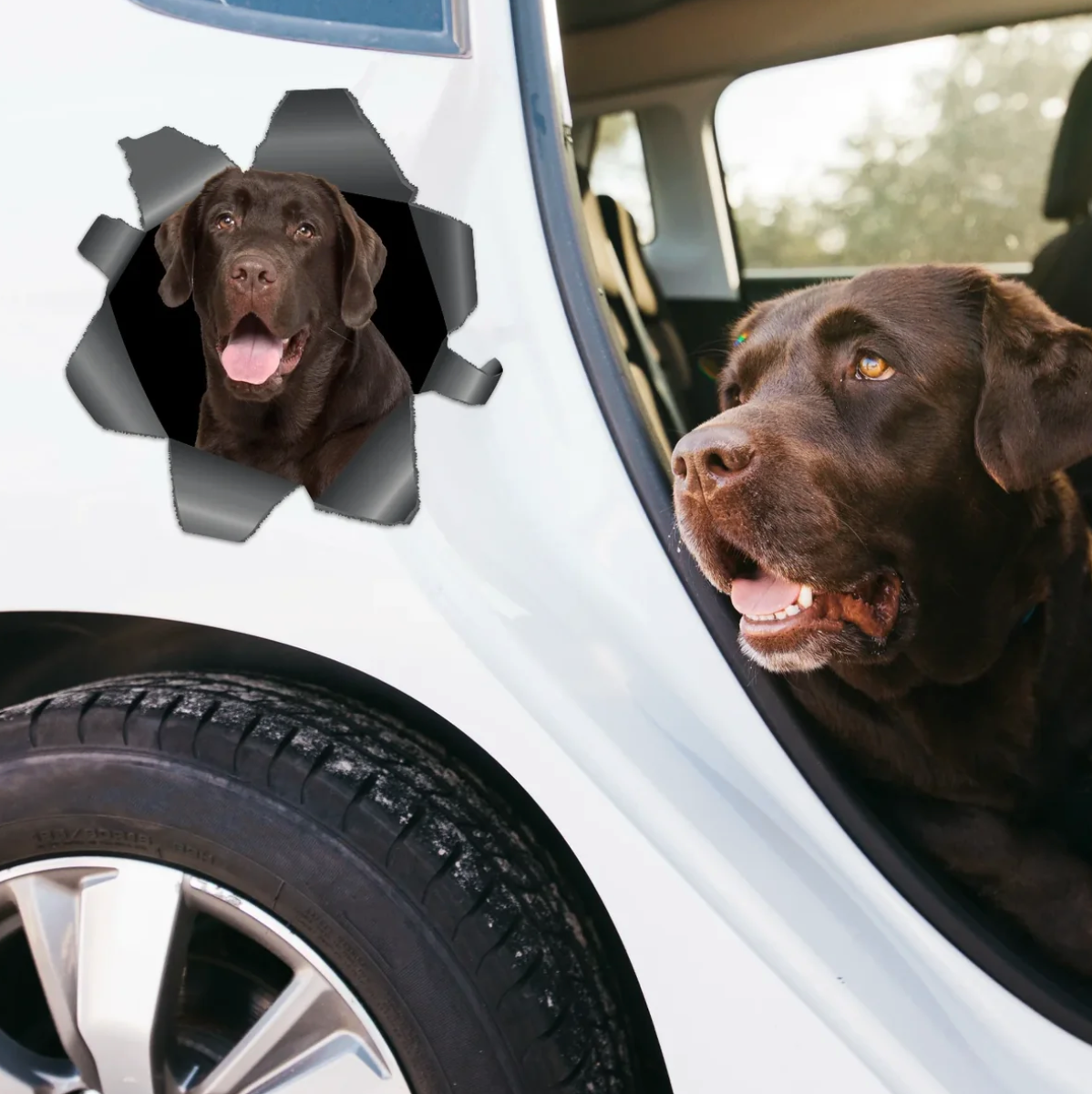 Gepersonaliseerde autosticker met een bruine labrador die door een zichtbaar scheur-effect kijkt.
