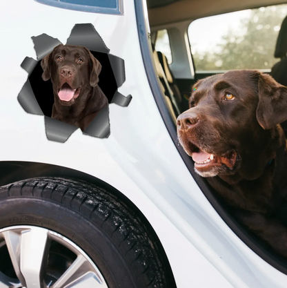 Gepersonaliseerde autosticker met een bruine labrador die door een zichtbaar scheur-effect kijkt.