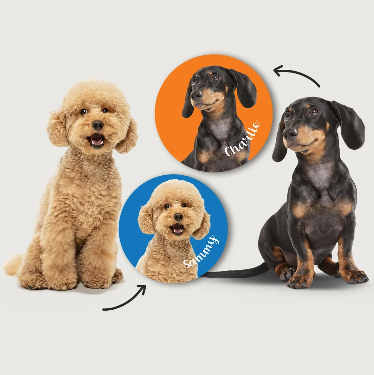 Honden in verschillende kleuren en houdingen, omringd door ronde stickers met namen op een kleurrijke achtergrond.