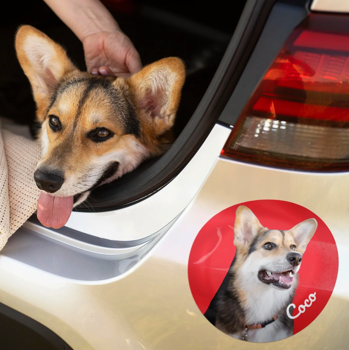 Corgi in een auto met een gepersonaliseerde sticker op de carrosserie.